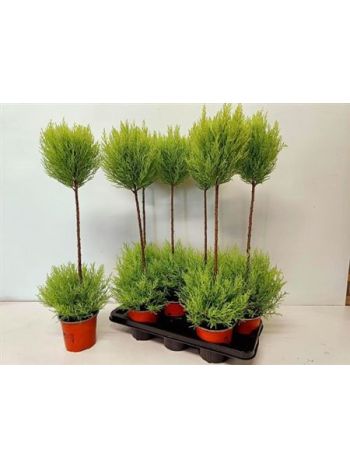 CUPR MA GOLDC VORMEN POM POM