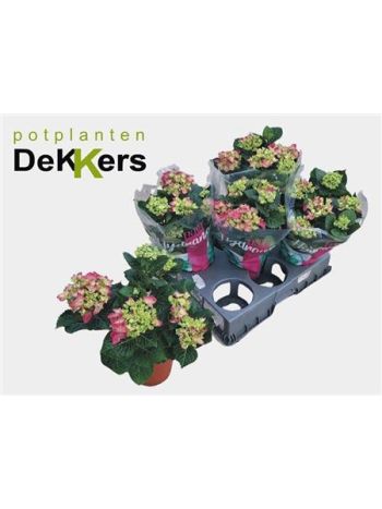 HYDR M 5+  HI RIVER PINK