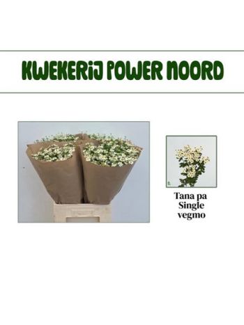 TANA PA SINGLE VEGMO