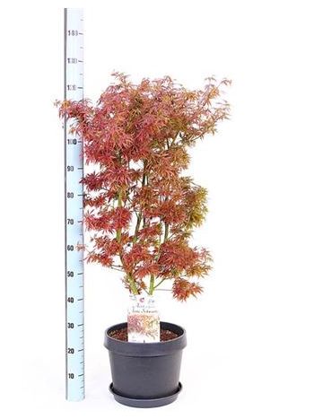 ACER PA JER SCHWARTZ