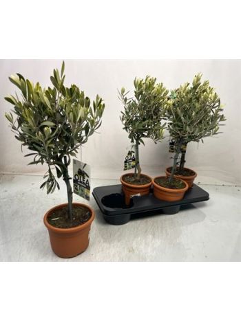 OLEA EUROPAEA TÖRZSES