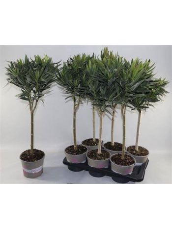 NERIUM OLEANDER TÖRZSES