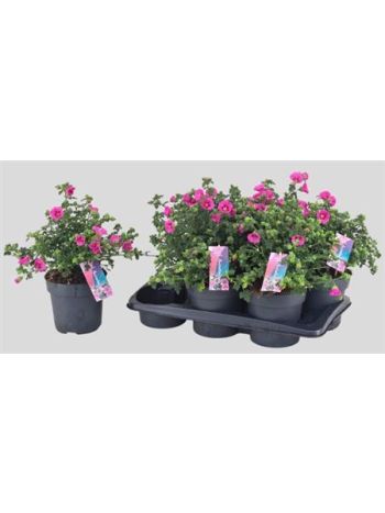 ANIS CAP EL PRINCESS