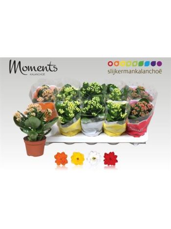 KAL ROSALIE SZÍNES CELÓS