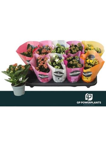 KAL ROSALIE GEM GOODIE