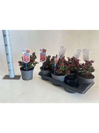 LEUCOT AX CURLY RED