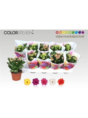 KAL ROSALIE GEM SPLASH