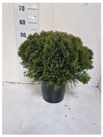 THUJA O DANICA