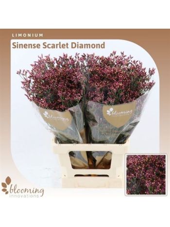 LIM SIN SCAR DIAMOND 70CM