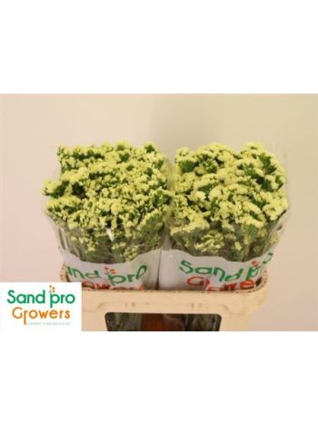 LIM S STARLIGHT WING 80CM