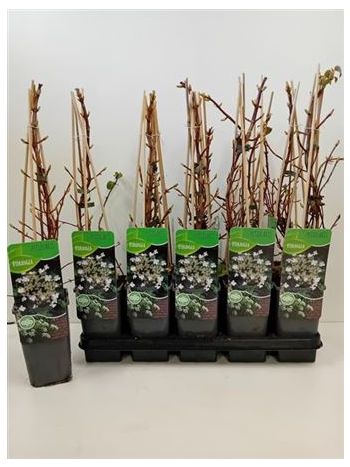 HYDR PETIOLARIS FUTÓ HORTENZIA