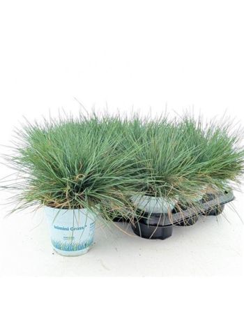 FEST GL COMPACT BLUE