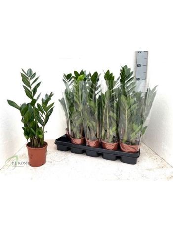 ZAMIOCULCAS ZAMIIFOL