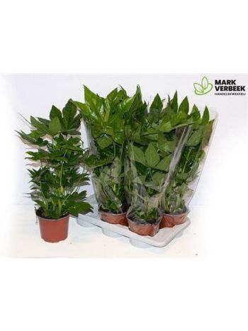 FATSIA JAPONICA AKCIO