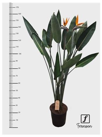 STRELITZIA REGINAE
