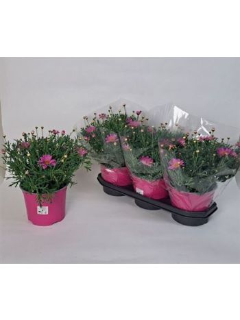 MARGARÉTA BOKOR PINK