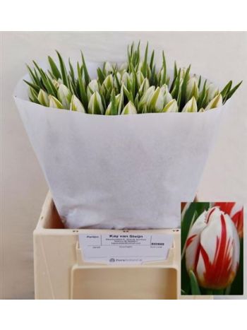 TU EN HAPPY GENERATI