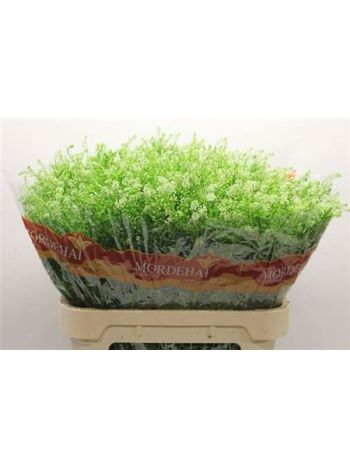 ZZ HU LEPIDIUM