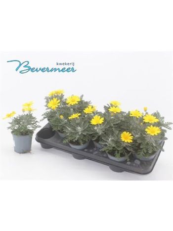 EURYOPS SILVER STAR