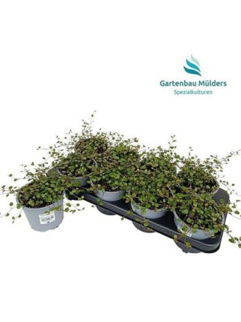 MUEHLENBECK COM MAOR