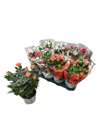 RO KORDAN GRANDE GEM *1