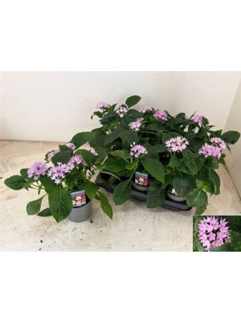 PENT STARCLUSTER LAV