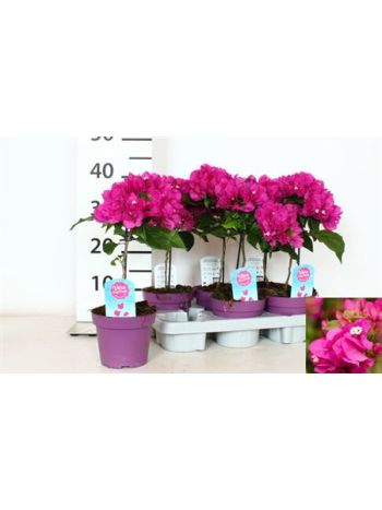 BOUGAINV VERA TÖRZSES