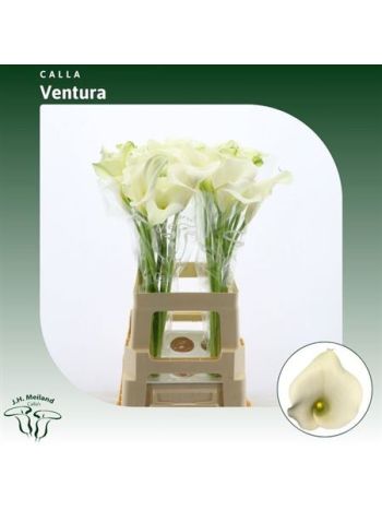 ZANT CAPT VENTURA 80CM