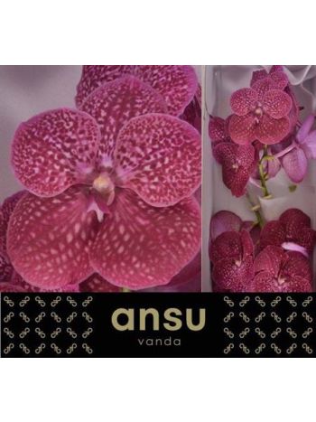 VANDA NI CRIMSO LOVE