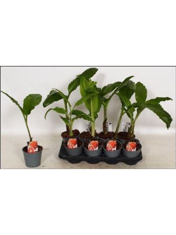 SCADOXUS MULTIFLORUS