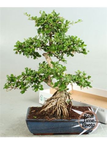 BONSAI GEM EXTRA