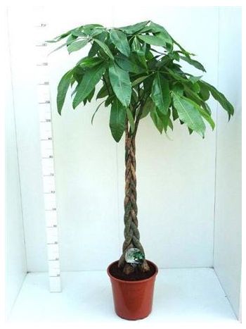 PACHIRA AQUATICA