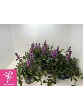 AJUGA REPTANS