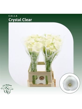ZANT CRYSTAL CLEAR 70CM