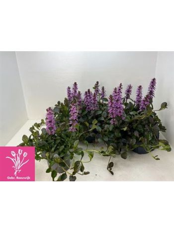 AJUGA REPTANS