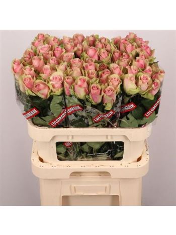 R GR BELLE ROSE 80CM