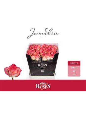 R GR JUMILIA 70CM