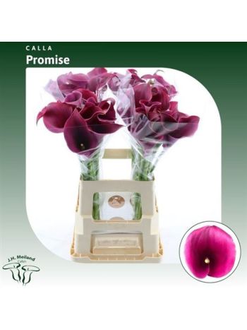 ZANT CAPT PROMISE 65CM