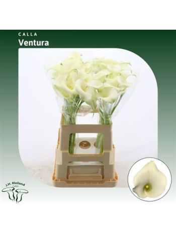 ZANT CAPT VENTURA 65CM