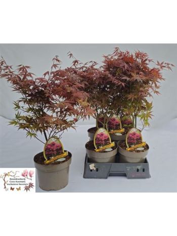 ACER PA ATROPURPUREU