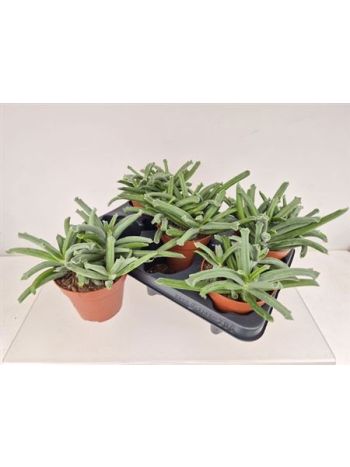 COTYLEDON ELEP TRUNK