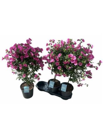 ANIS ELEGANS TÖRZSES