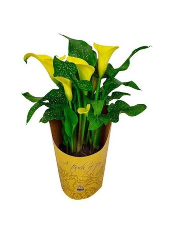 ZANT EXTRA YELLOW AKCIO