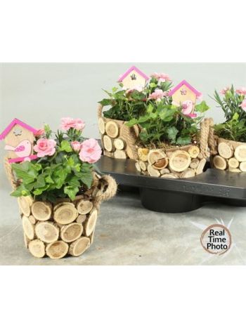 Ö. DIAN HED HÁZIKÓ FA KASPÓ