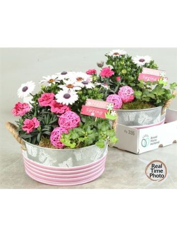 Ö. HED DIAN OSTEO ZINK TÁL