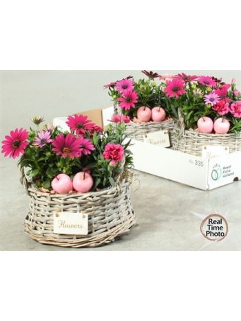 Ö. DIAN OSTEO FONOTT KOSÁR