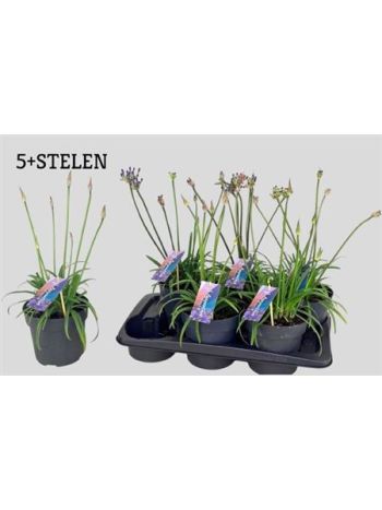 AGAPA BRILLIANT BLUE