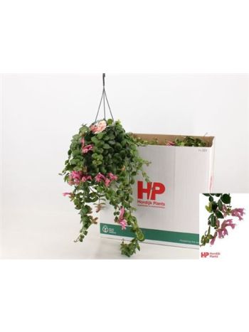 AESCHYN PINK POLKA AKSZTÓS