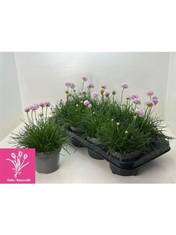 ARMERIA PINK