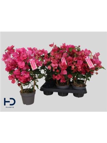 BOUGAINV RÁCSOS